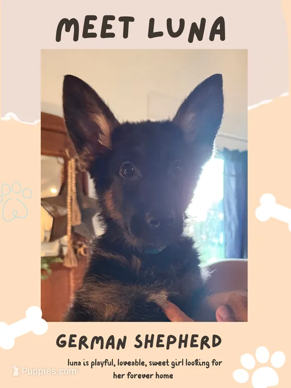 Luna – German Shepherd Dog puppy for sale in Mathews, VA