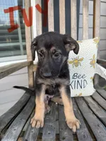 Ivy, a female German Shepherd Dog for sale in Mathews, VA – 3 of 3