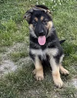 Heidi, a female German Shepherd Dog for sale in Mathews, VA – 2 of 2