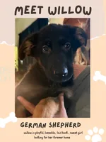 Willow, a female German Shepherd Dog for sale in Mathews, VA – 1 of 2