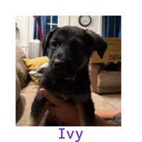 Ivy, a female German Shepherd Dog for sale in Mathews, VA – 2 of 3