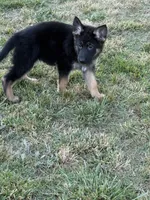 Luna, a female German Shepherd Dog for sale in Mathews, VA – 2 of 3