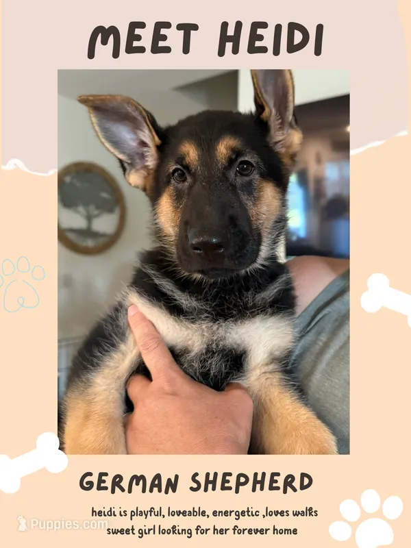 Heidi – German Shepherd Dog puppy for sale in Mathews, VA