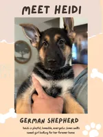 Heidi, a female German Shepherd Dog for sale in Mathews, VA – 1 of 2