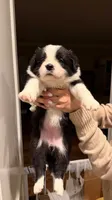 Girl #4, a female Border Collie for sale in San Marino, CA – 2 of 3