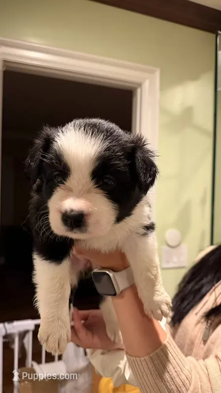 Girl #1 – Border Collie puppy for sale in San Marino, CA