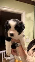Girl #1, a female Border Collie for sale in San Marino, CA – 1 of 1