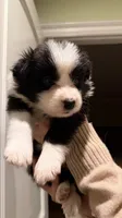 Girl #5, a female Border Collie for sale in San Marino, CA – 1 of 2
