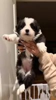 Girl #5, a female Border Collie for sale in San Marino, CA – 2 of 2