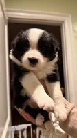Girl #4, a female Border Collie for sale in San Marino, CA – 3 of 3