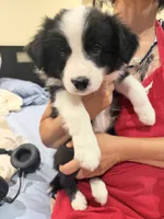 Girl #4, a female Border Collie for sale in San Marino, CA – 1 of 3