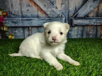 processed/2e0c781c-137b-45e9-b35c-f46ae3b52ab0/listing/03d85169-b040-4fa9-a5a0-207895082a85/d0babad8-c8b5-4623-a891-7297d9a2eae2