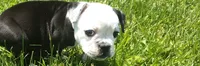 Lettie, a female Olde English Bulldogge for sale in Woodburn, IN – 7 of 10