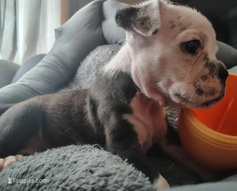 Lettie – Olde English Bulldogge puppy for sale in Woodburn, IN