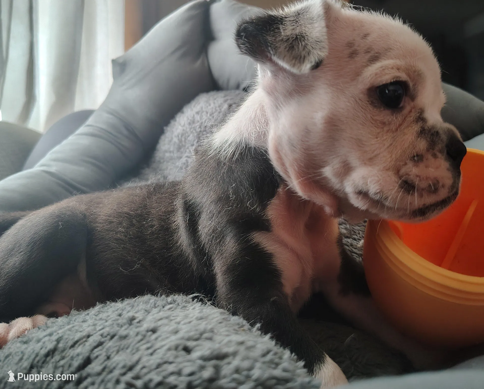 Lettie, a female Olde English Bulldogge for sale in Woodburn, IN – 4 of 10