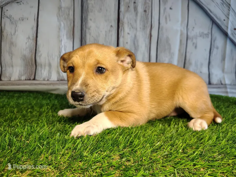 Lilly – Australian Cattle Dog, German Shepherd Dog puppy for sale in Woodburn, IN