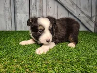 Ace, a male Miniature Australian Shepherd for sale in Woodburn, IN – Photo 3 of 5