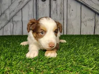 Addy, a female Miniature Australian Shepherd for sale in Woodburn, IN – Photo 1 of 5