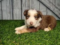 Addy, a female Miniature Australian Shepherd for sale in Woodburn, IN – Photo 5 of 5