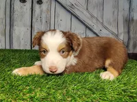 Addy, a female Miniature Australian Shepherd for sale in Woodburn, IN – Photo 2 of 5