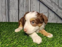 Addy, a female Miniature Australian Shepherd for sale in Woodburn, IN – Photo 3 of 5