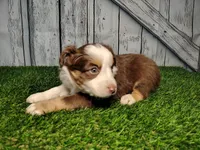 Addy, a female Miniature Australian Shepherd for sale in Woodburn, IN – Photo 4 of 5