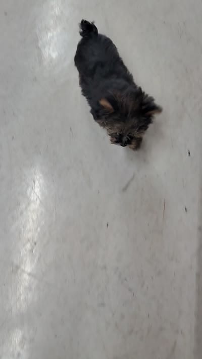 Veda, a female Yorkshire Terrier for sale in Woodburn, IN – 4 of 4