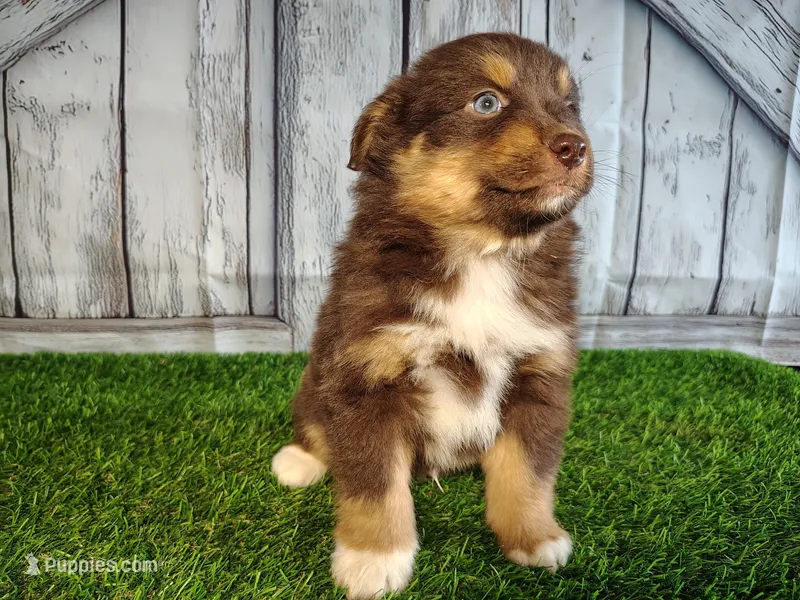 Phantom – Miniature Australian Shepherd puppy for sale in Woodburn, IN