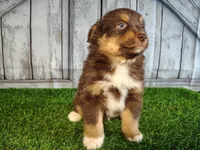 Phantom, a male Miniature Australian Shepherd for sale in Woodburn, IN – Photo 1 of 4