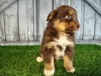 Phantom, a male Miniature Australian Shepherd for sale in Woodburn, IN – Photo 2 of 4