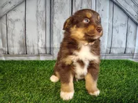 Phantom, a male Miniature Australian Shepherd for sale in Woodburn, IN – Photo 4 of 4