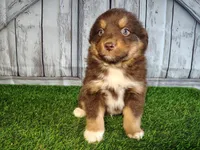 Phantom, a male Miniature Australian Shepherd for sale in Woodburn, IN – Photo 3 of 4