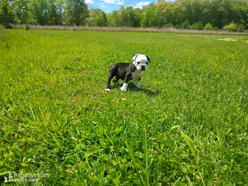 Lettie – Olde English Bulldogge puppy for sale in Woodburn, IN