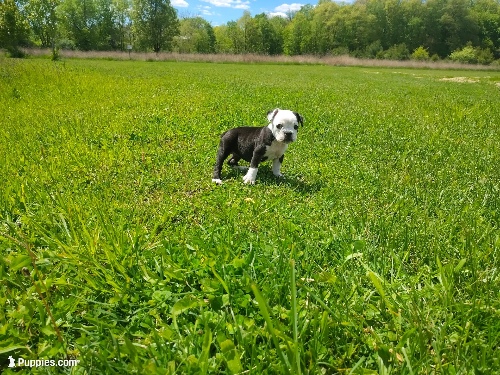 Lettie, a female Olde English Bulldogge for sale in Woodburn, IN – 1 of 10