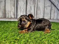 Veda, a female Yorkshire Terrier for sale in Woodburn, IN – Photo 6 of 8