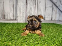 Veda, a female Yorkshire Terrier for sale in Woodburn, IN – Photo 7 of 8