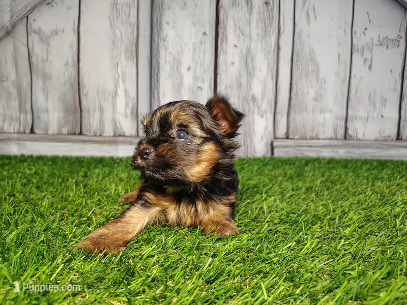 Veda, a female Yorkshire Terrier for sale in Woodburn, IN – Photo 1 of 8