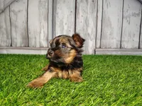 Veda, a female Yorkshire Terrier for sale in Woodburn, IN – Photo 1 of 8