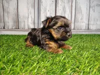 Veda, a female Yorkshire Terrier for sale in Woodburn, IN – Photo 3 of 8