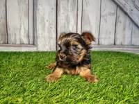 Veda, a female Yorkshire Terrier for sale in Woodburn, IN – Photo 4 of 8
