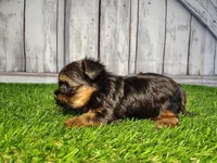 Veda, a female Yorkshire Terrier for sale in Woodburn, IN – Photo 2 of 8
