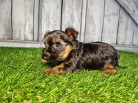Veda, a female Yorkshire Terrier for sale in Woodburn, IN – Photo 5 of 8
