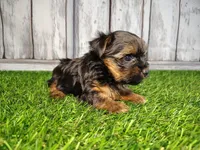 Veda, a female Yorkshire Terrier for sale in Woodburn, IN – Photo 8 of 8