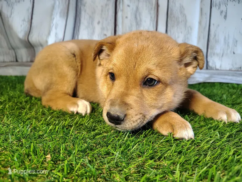 Layla  – Australian Cattle Dog, German Shepherd Dog puppy for sale in Woodburn, IN