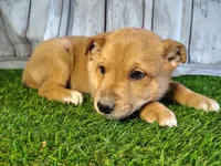 Layla , a female Australian Cattle Dog and German Shepherd Dog for sale in Woodburn, IN – Photo 1 of 4
