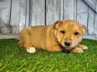 Layla , a female Australian Cattle Dog and German Shepherd Dog for sale in Woodburn, IN – Photo 2 of 4
