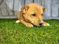 Layla , a female Australian Cattle Dog and German Shepherd Dog for sale in Woodburn, IN – Photo 4 of 4