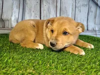 Layla , a female Australian Cattle Dog and German Shepherd Dog for sale in Woodburn, IN – Photo 3 of 4
