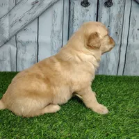 Nolan, a male Golden Retriever for sale in Woodburn, IN – Photo 3 of 4