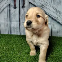 Nolan, a male Golden Retriever for sale in Woodburn, IN – Photo 1 of 4